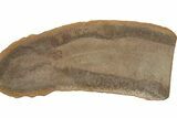 Partial Tully Monster (Tullimonstrum) - Mazon Creek #379385-1